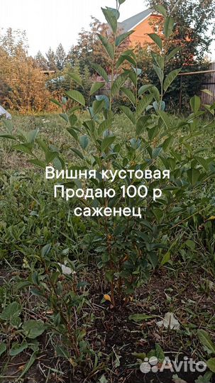 Саженцы вишни