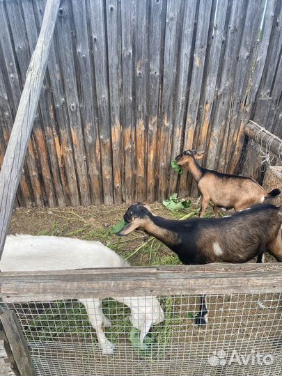 Козы и козлы