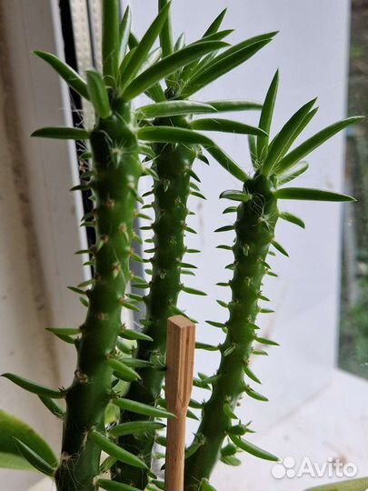 Хлорофитум кудрявый, кактус, герань