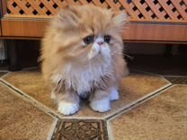 Котёнок перс