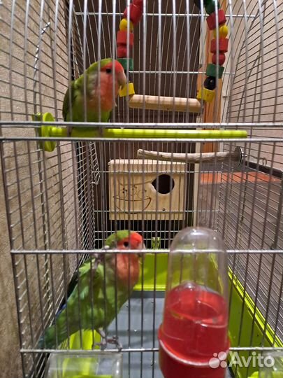 Попугай неразлучники