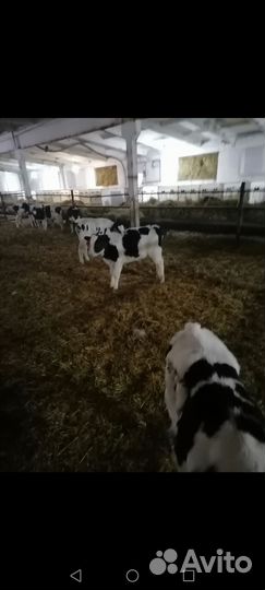 Бычки, Телочки