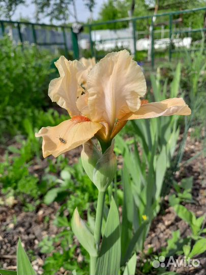 Ирис карликовый персиковый делянка 3 шт