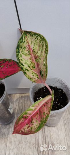 Аглаонемы сортовые