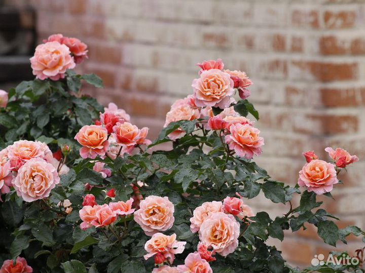 Роза Хот Шоколад,Мари Кюри и другие