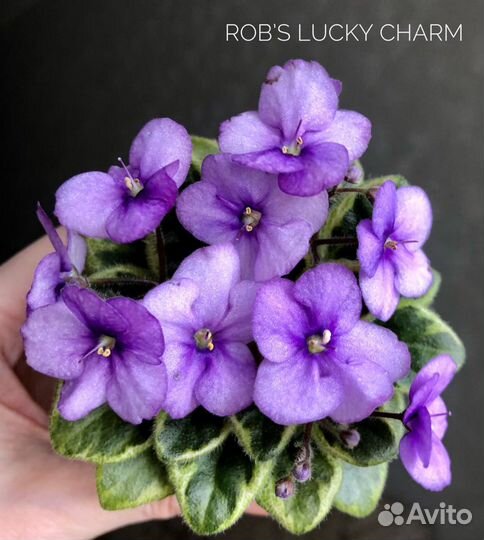 Черенки Фиалок