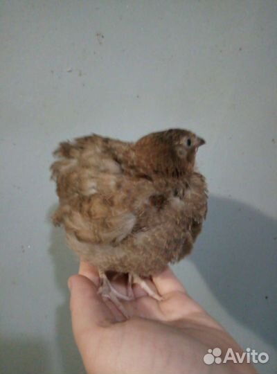 Продам перепелов