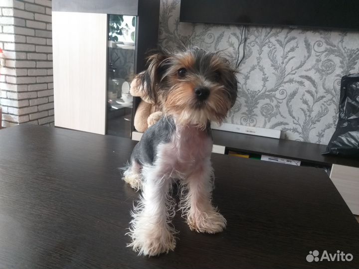 Щенки бивер йорка