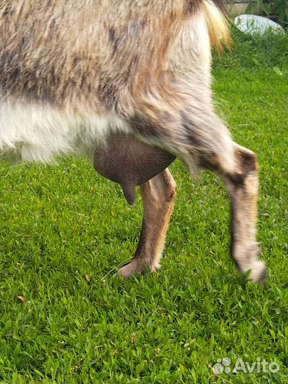 Альпийские и альпийско-зааненские козы