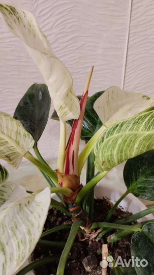 Филодендрон биркин