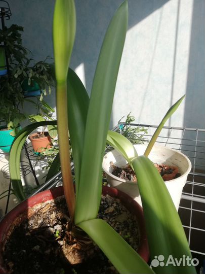 Гиппеаструм