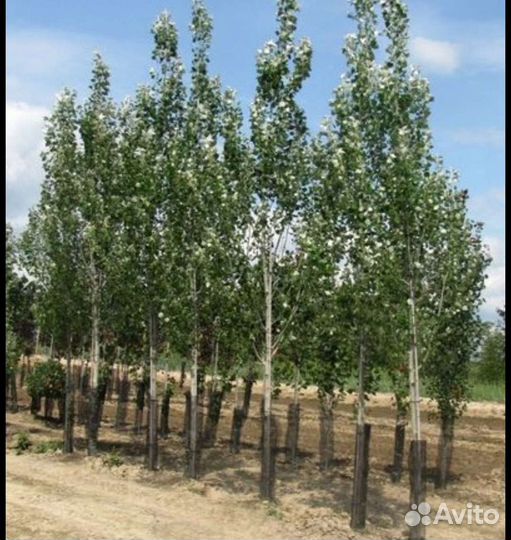 Тополя пирамидальные серебристые, Липы,Клены