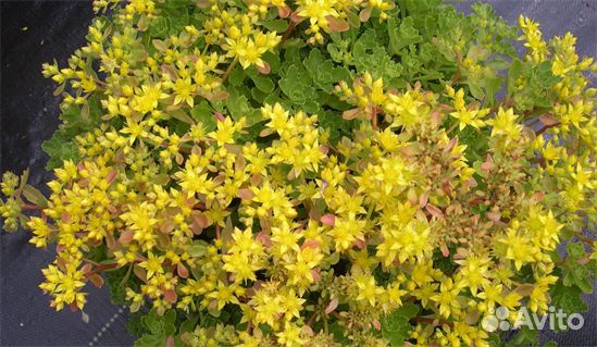 Очиток сортовой, саженцы