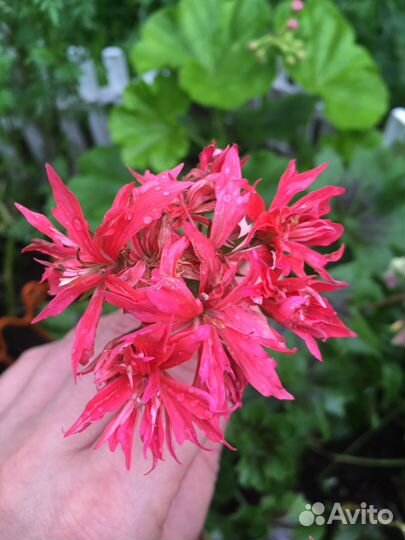 Герань пеларгония стеллар Bronze Butterfly