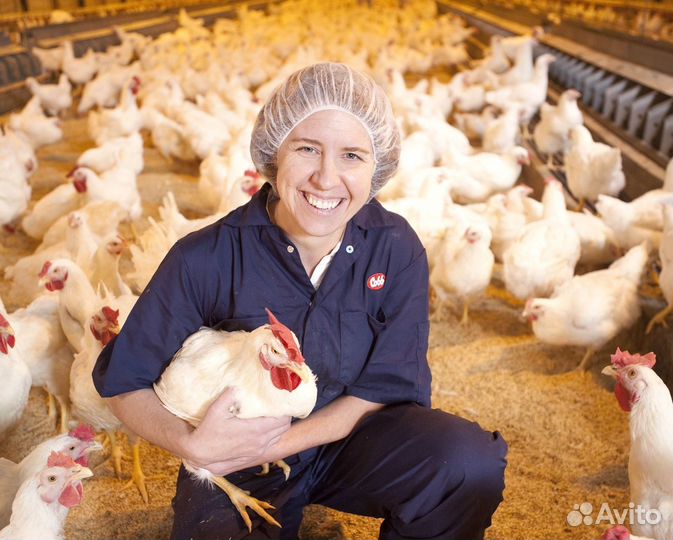Разнорабочий на птицеферму можно без опыта / Вахта