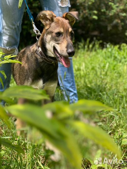 Собаки бесплатно в добрые руки