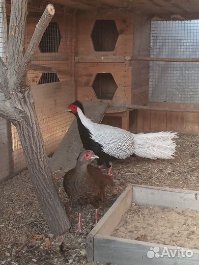 Гуси, фазаны, перепёлки, петухи