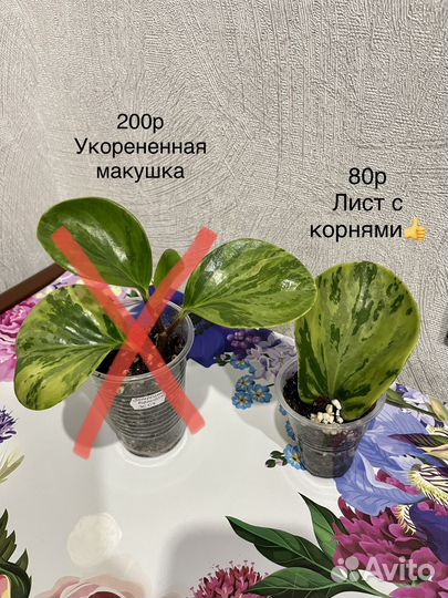 Пеперомия вариегата