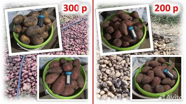 Продам картофель