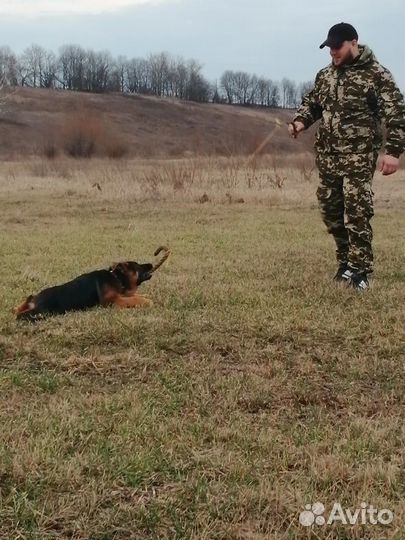 Дрессировка, Передержка собак
