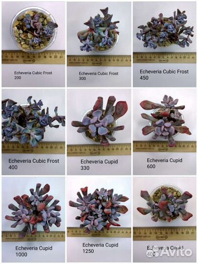 Суккуленты 6/6