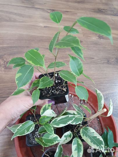 Драцены разные