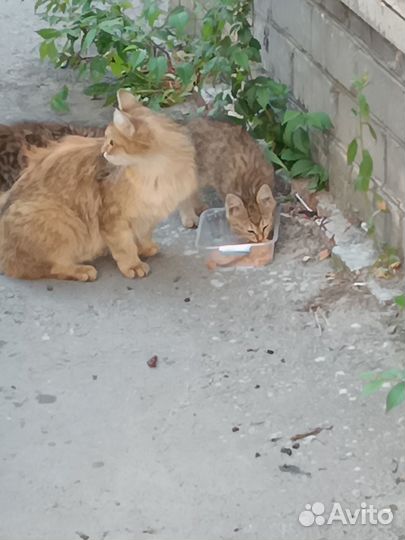 Кошка с котятами