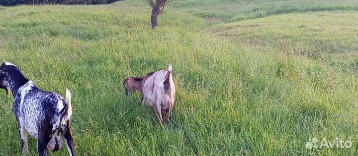 Козлята козы