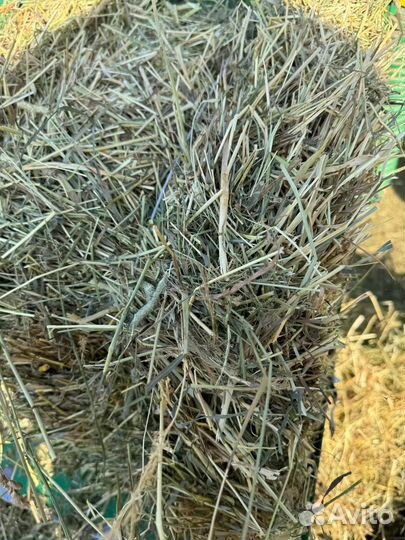 Разнотравье зеленое