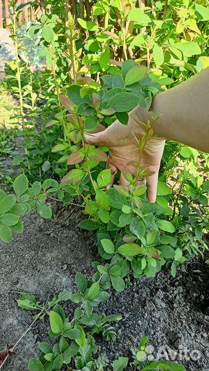 Саженцы барбарис