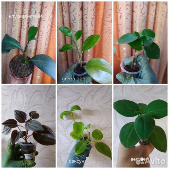 Пеперомии много сортов