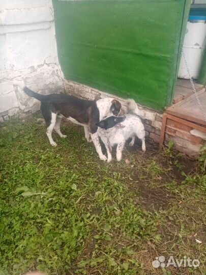 Собака в добрые руки отдам бесплатно