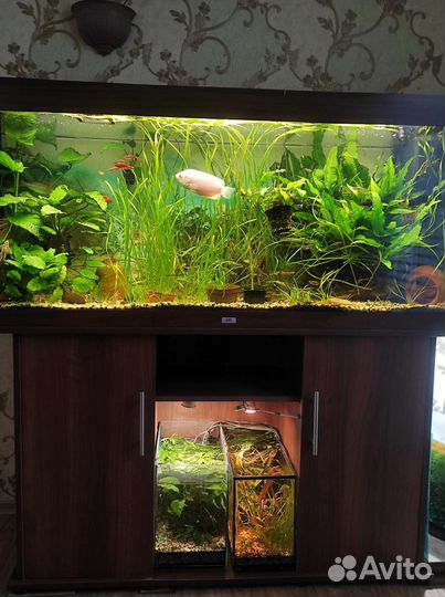 Аквариум