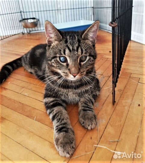 Нежный и ласковый котёнок Оскар в добрые руки