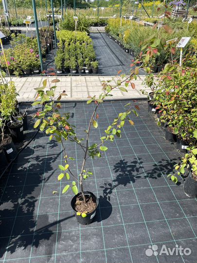 Плодовые деревья