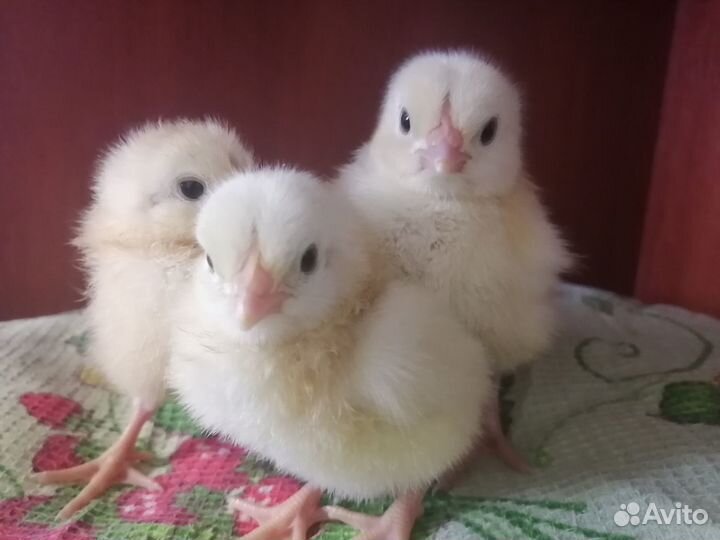 Индюшата, цесарята в Курумоче