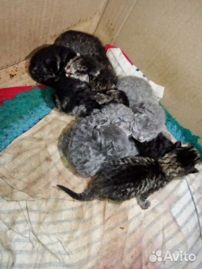 Котята девон-рекс