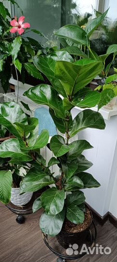 Фикус лирата бамбино