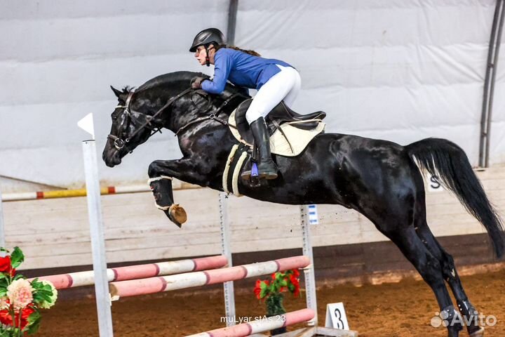 Тренировки по конному спорту и верховой езде