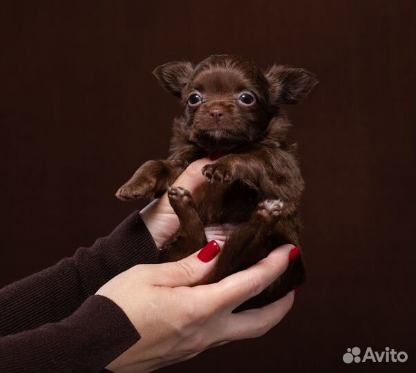 Шоколадная миничка