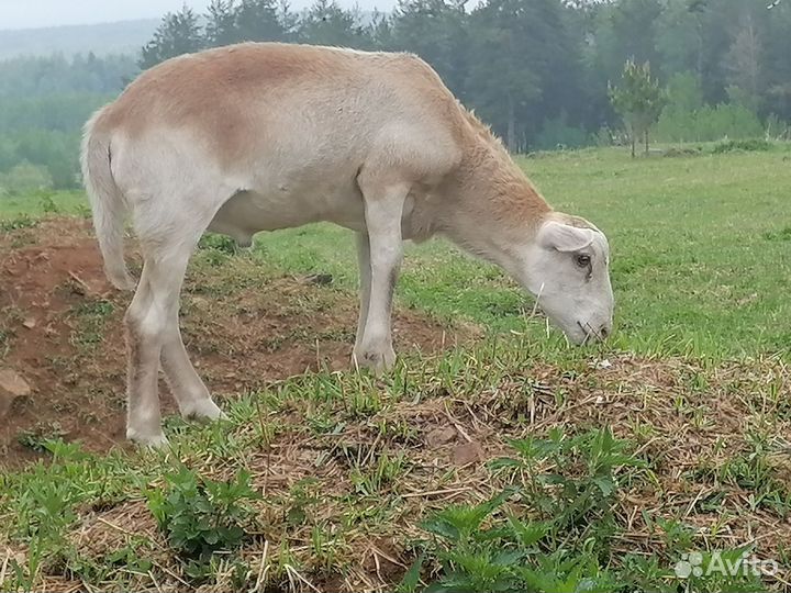 Катумский баранчик