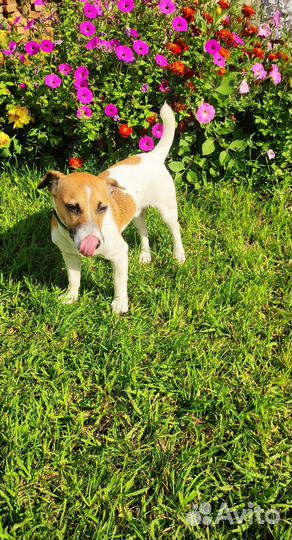 Щенок 7 месяцев