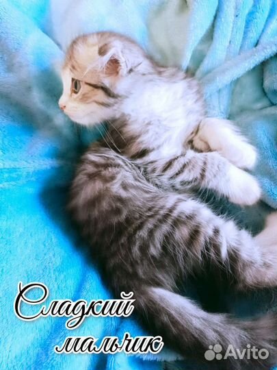 Вислоушкины малышки