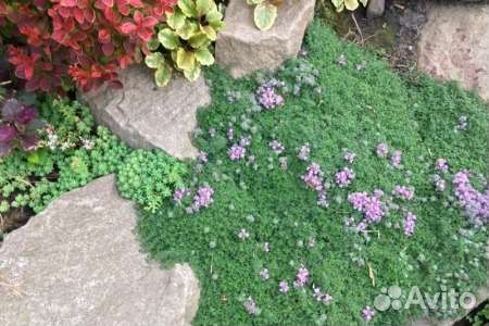 Тимьян моховидный