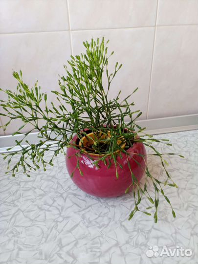 Цветы комнатные