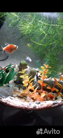 Аквариум