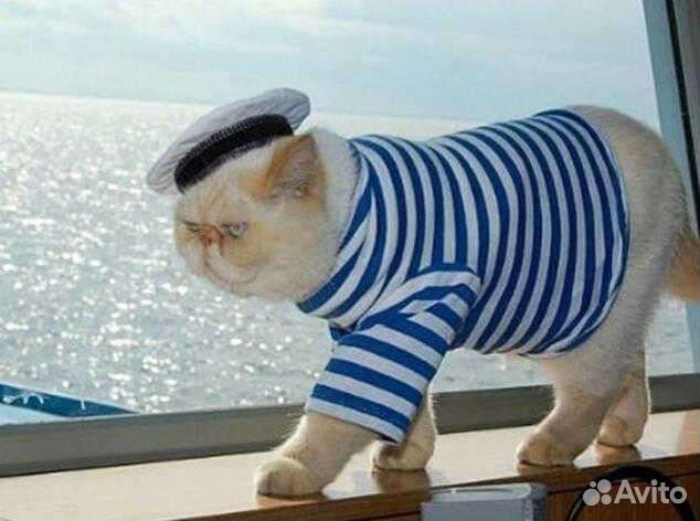 Передержка кошек