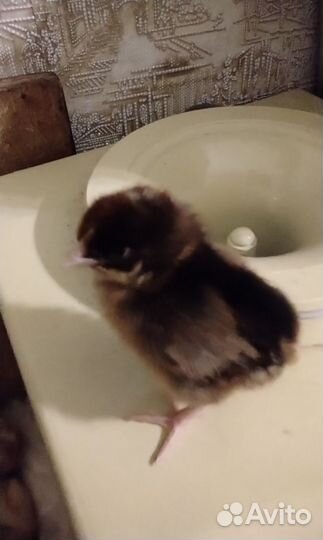 Цыплята от домашних кур несушек