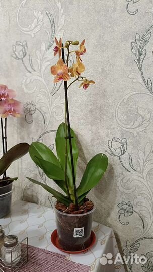 Орхидея фаленопсис gold staff