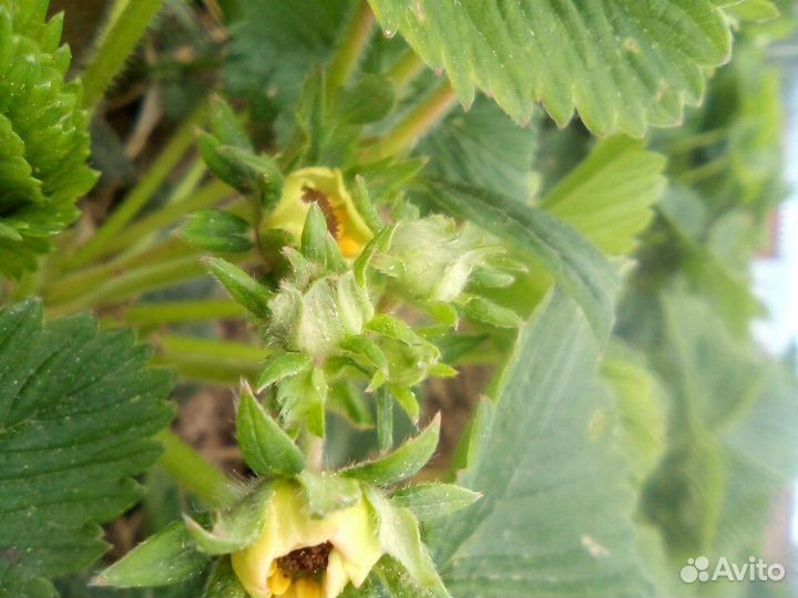 Кустики саженцы ремонтан.клубники малины рассада